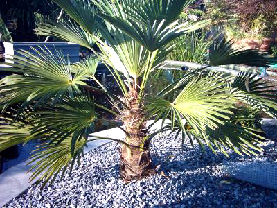 prachtige%20palmentuin%201